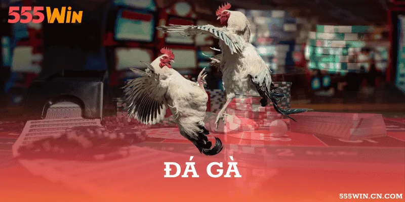 Nguồn Kết Quả Đá Gà